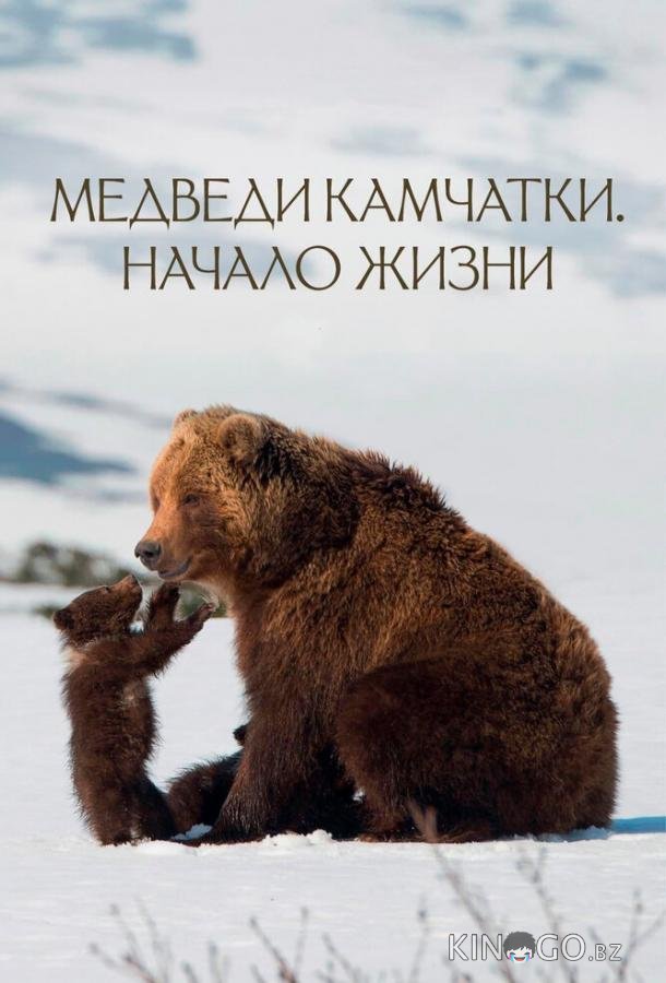 Медведи Камчатки. Начало жизни 