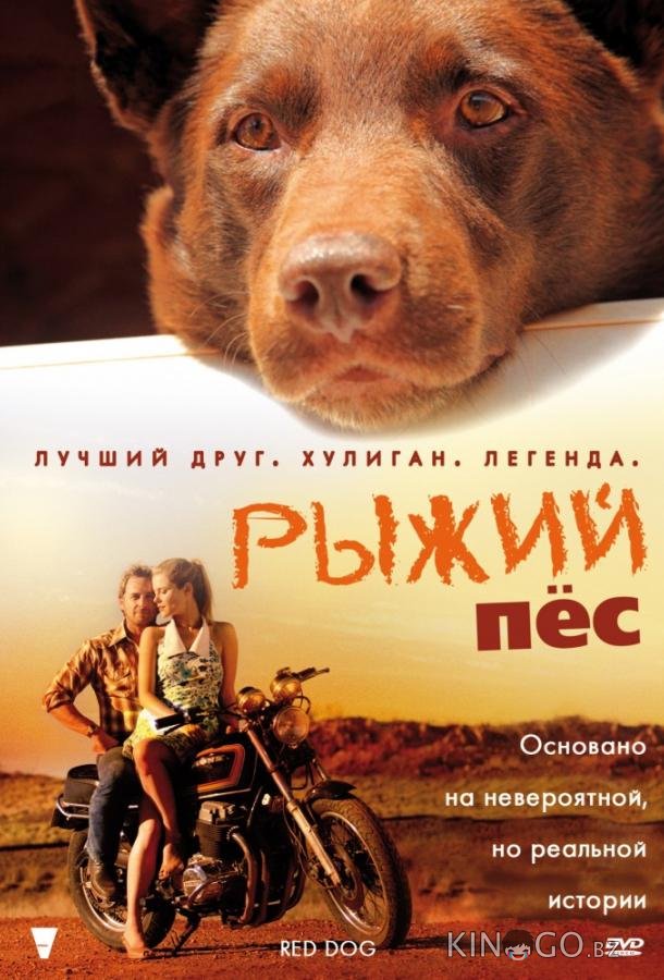 Рыжий пес 